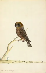 Hibou Boobook